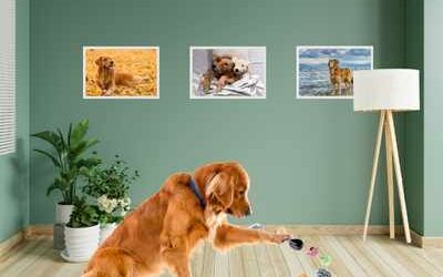 Top 3 meest gebruikte edelstenen voor honden