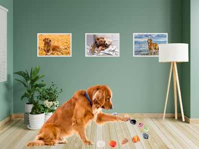 Top 3 meest gebruikte edelstenen voor honden