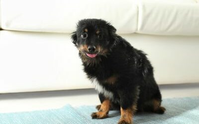 Oorzaken van onrustig gedrag van je hond