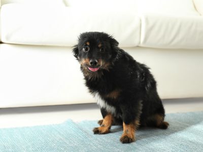 onrustige hond onrustig-gedrag-hond-stress